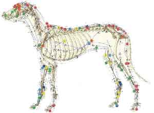 Acupuntura Veterinária no Centro de Recife