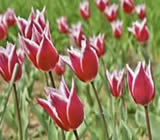 Floricultura no Centro de Recife